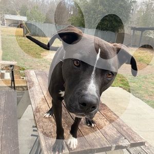 Meet your Posher, Lincoln